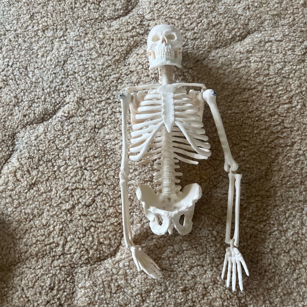 Anatomical Mini Human Skeleton Model — Cream Educational Display - Picture 4 of 9